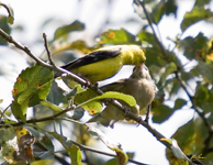 American Goldfinches 7272